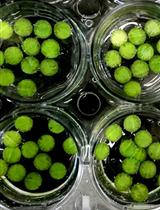 Measurement of Chloroplastic NAD Kinase Activity and Whole Tissue NAD Kinase Assay