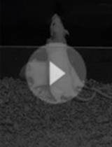 Assessing Rough-and-tumble Play Behavior in Juvenile Rats