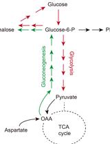 Steady-state and Flux-based Trehalose Estimation as an Indicator of Carbon  Flow from Gluconeogenesis or Glycolysis