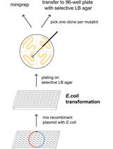 利用双片段PCR法进行高通量定点扫描突变