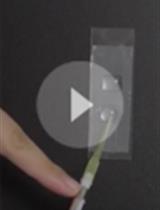 固定拟南芥花粉粒及花粉管中肌动蛋白组织可视化及定量分析