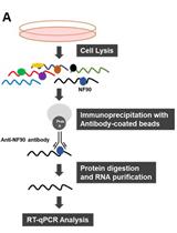 Ribonucleoprotein Immunoprecipitation (RIP) Analysis