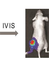 Bone-in-culture Array to Model Bone Metastasis in <em>ex vivo</em> Condition