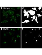 Automated Analysis of Cell Surface Ruffling: Ruffle Quantification Macro