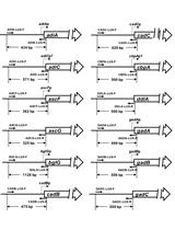 Measurement of the Promoter Activity in Escherichia coli by Using a Luciferase Reporter