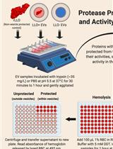 Study of Microbial Extracellular Vesicles: Separation by Density Gradients, Protection Assays and Labelling for Live Tracking