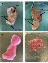 Quantifying HIV-1-Mediated Gut CD4+ T Cell Death in the Lamina Propria Aggregate Culture (LPAC) Model