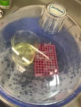 Sulfatase Assay to Determine Influence of Plants on Microbial Activity in Soil
