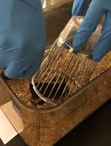 A Single Test to Study Social Behavior and Repetitive Self-grooming in Mice