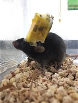Implanting and Recycling Neuropixels Probes for Recordings in Freely Moving Mice