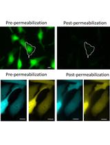 Live Mitochondrial or Cytosolic Calcium Imaging Using Genetically-encoded Cameleon Indicator in Mammalian Cells