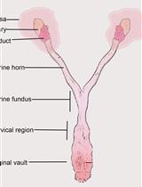 Transcervical Mouse Infections with <em>Chlamydia trachomatis</em> and  Determination of Bacterial Burden