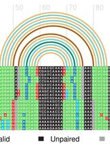Structural Alignment and Covariation Analysis of RNA Sequences