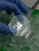 In vitro Self-organized Mouse Small Intestinal Epithelial Monolayer Protocol