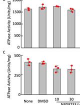 Measurement of ATPase Activity of Valosin-containing Protein/p97