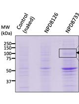 光交联微球和MALDI-TOF质谱法鉴定生物活性小分子靶蛋白