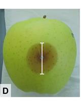 Competition Assays to Quantify the Effect of  Biocontrol Yeasts against Plant Pathogenic Fungi on Fruits