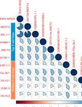 Approaching RNA-seq for Cell Line Identification