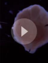 Mouse Embryonic Tooth Germ Dissection and Ex vivo Culture Protocol