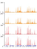 用Tagmentation Assisted Fragmentation法从K562细胞和果蝇神经母细胞的有限起始材料中提取芯片序列