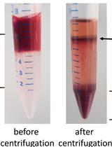 诺氏疟原虫CRISPR-Cas9基因编辑