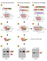 Assessing Self-interaction of Mammalian Nuclear Proteins by Co-immunoprecipitation