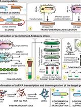 Construction of Antisense RNA-mediated Gene Knock-down Strains in the Cyanobacterium Anabaena sp. PCC 7120