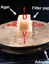 阿尔茨海默症幼鼠模型中海马单细胞记录和海马依赖先天性行为