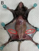 Preparation of Single Epithelial Cells Suspension from Mouse Mammary Glands