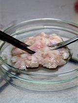 骨髓和脂肪间充质干细胞：分离、培养、鉴定和分化