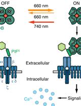Optogenetic Tuning of Ligand Binding to The Human  T cell Receptor Using The opto-ligand-TCR System