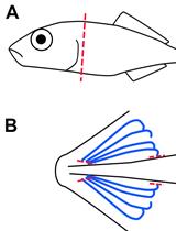 mRNA Extraction from Gill Tissue for RNA-sequencing