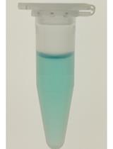 重组生物素化光敏色素B的制备、纯化、鉴定用于细胞外光遗传学研究