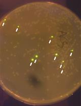 Assembly of Genetic Circuits with the Mammalian ToolKit