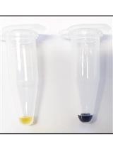 Single-run HPLC定量分析植物细胞壁单糖