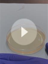 Growth Recovery Assay and FACS-based Population Sorting Following Territorial Exclusion in <em>Proteus mirabilis</em>
