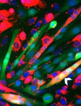 Lipid Mixing Assay for Murine Myoblast Fusion and Other Slow Cell-cell Fusion Processes