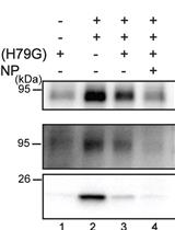 Cell-free Reconstitution of the Packaging of  Cargo Proteins into Vesicles at the trans Golgi Network