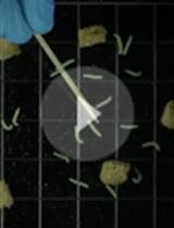 Insect Feeding Assays with <em>Spodoptera exigua</em> on <em>Arabidopsis thaliana</em>