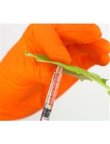 Quantification of Protein Enrichment at Plasmodesmata