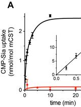 <em>In vitro</em> Measurement of CMP-Sialic Acid Transporter Activity in Reconstituted Proteoliposomes