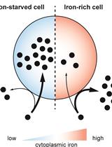 Analyzing the Quenchable Iron Pool in Murine Macrophages by Flow Cytometry