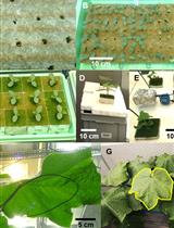 树冠中光合氮分配的最适生物信息学评估实验：温室黄瓜应用实例