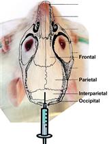 Testing Bone Formation Induction by Calvarial Injection Assay in vivo