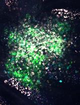 Characterization of Immunological Niches within Peyer’s Patches by ex vivo Photoactivation and Flow Cytometry Analysis