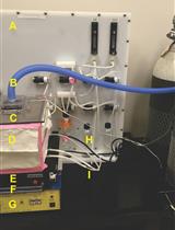 Shared Pheromonal Communication of Specific Fear Between Adult Sprague Dawley Rats