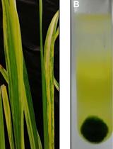 Purification of Rice Stripe Virus