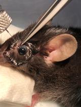 Optic Nerve Crush in Mice to Study Retinal Ganglion Cell Survival and Regeneration