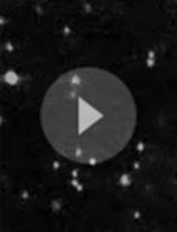 Method for Measuring Mucociliary Clearance and Cilia-generated Flow in Mice by <em>ex vivo</em> Imaging