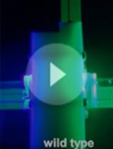 趋光T-迷宫行为分析用于果蝇视觉系统中色彩敏感光感应器亚型的比较